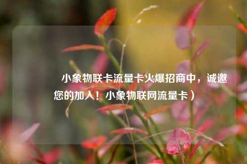 🐘小象物联卡流量卡火爆招商中，诚邀您的加入！小象物联网流量卡）
